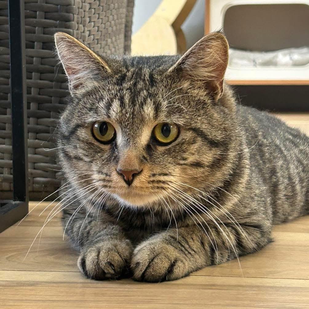 Gideon, ADOPTABLE, Adult Female Domestic Short Hair.