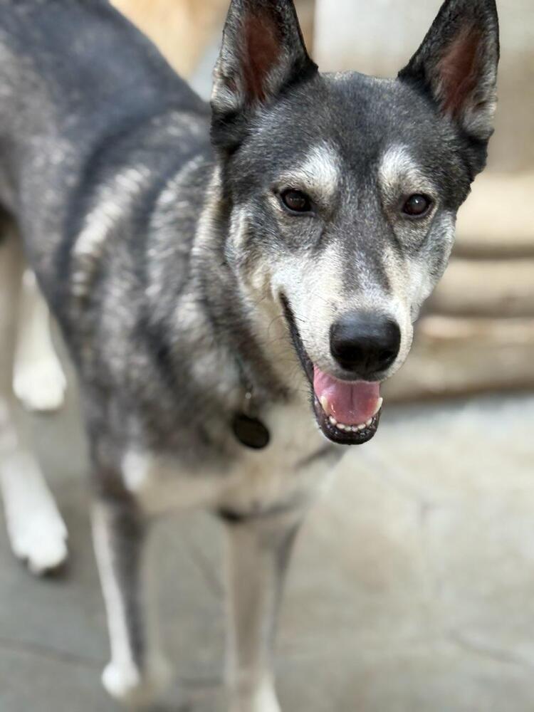 Ozzy, a Adoptable mixed breed in San Diego, CA image 1/4