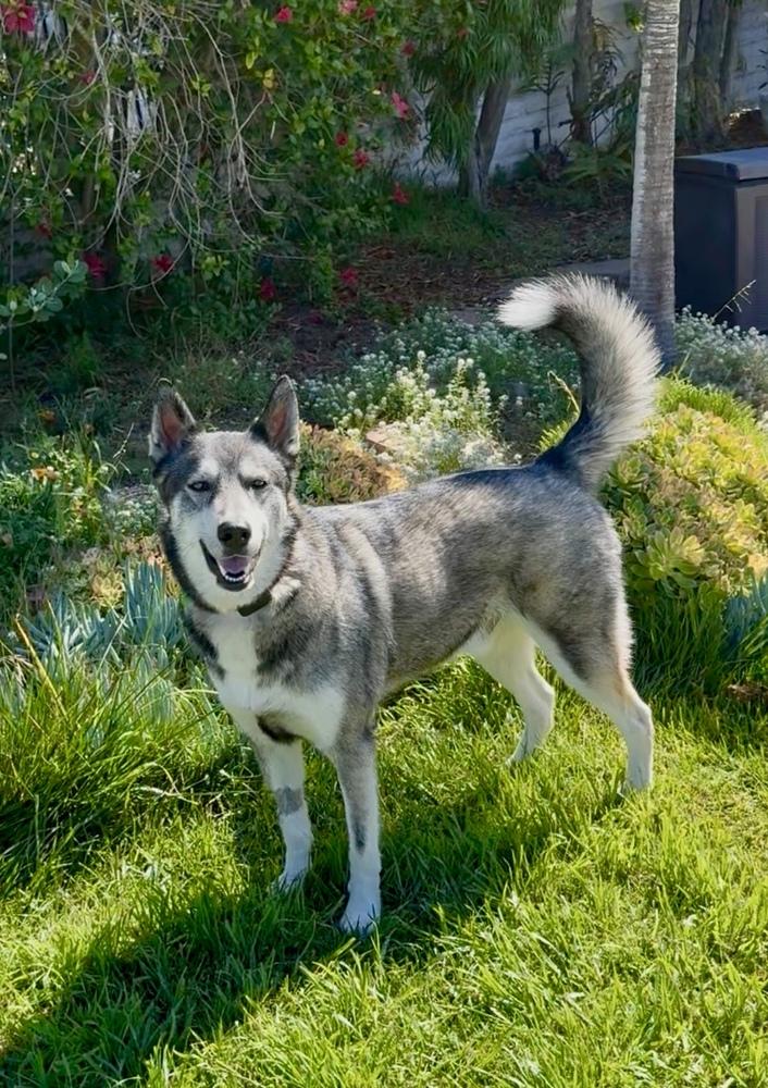 Ozzy, Adoptable, Adult Male Husky & German Shepherd Dog.