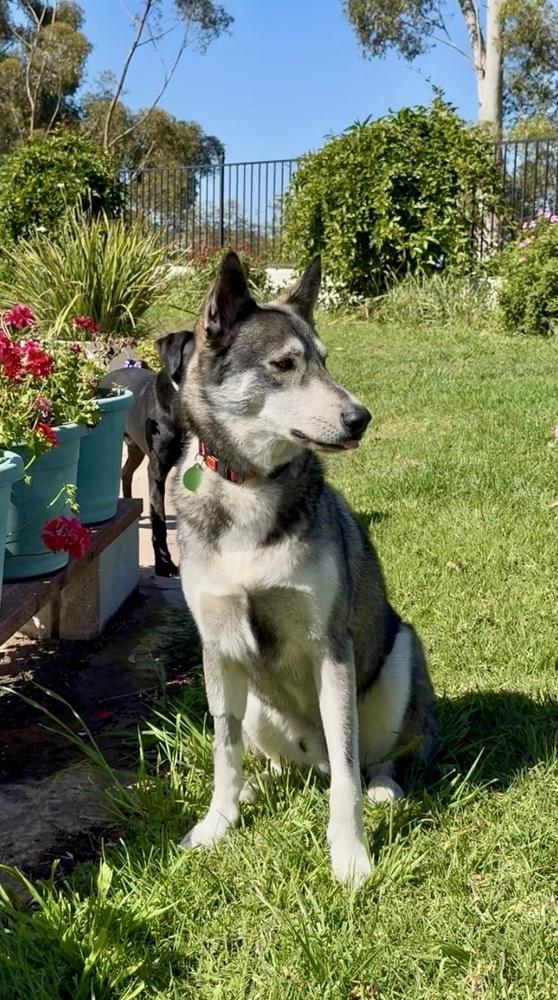 Enlarge Ozzy, a Adoptable mixed breed in San Diego, CA image 2/6