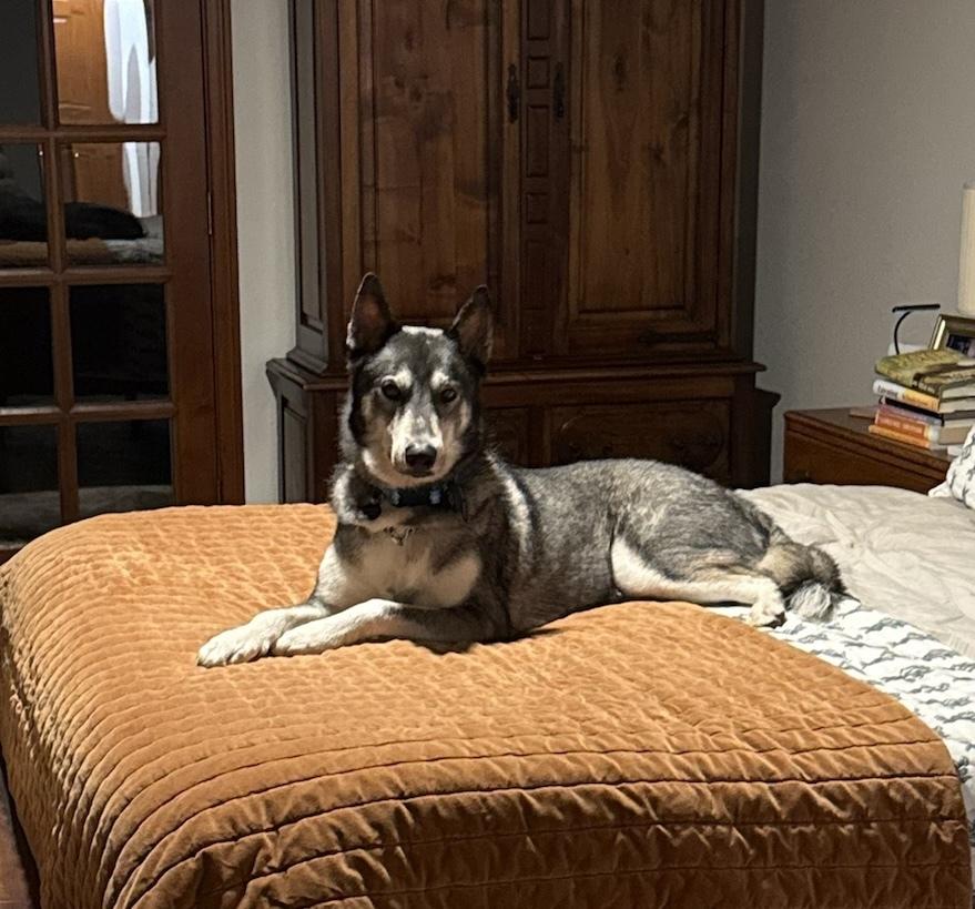 Ozzy, a Adoptable mixed breed in San Diego, CA image 2/4