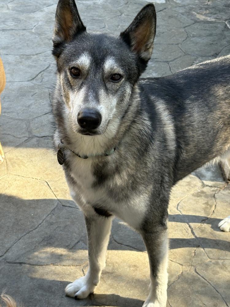 Ozzy, a Adoptable mixed breed in San Diego, CA image 3/4