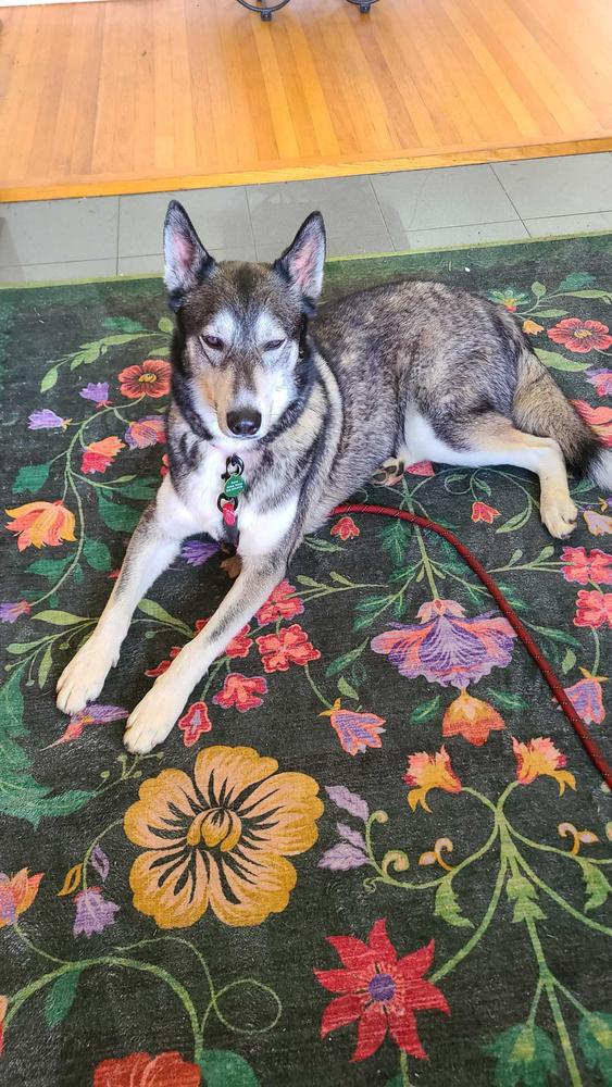 Ozzy, a Adoptable mixed breed in San Diego, CA image 4/6