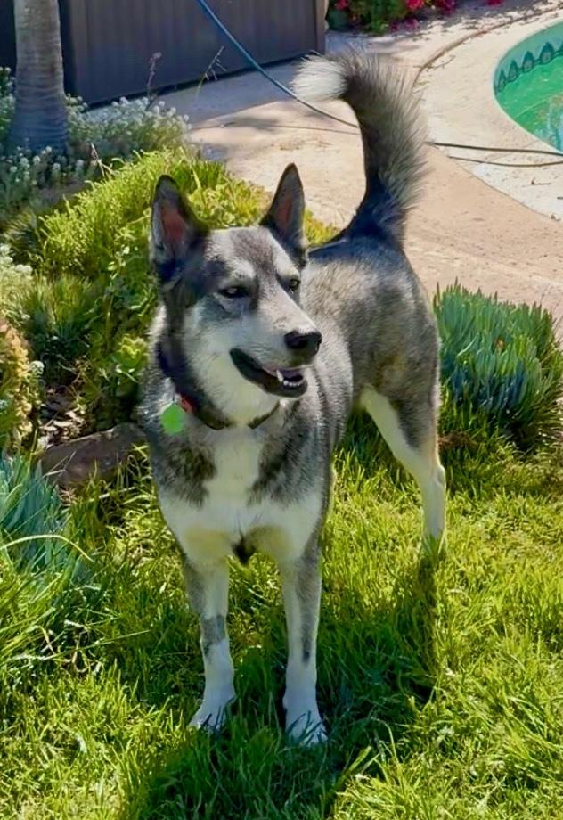 Enlarge Ozzy, a Adoptable mixed breed in San Diego, CA image 5/6