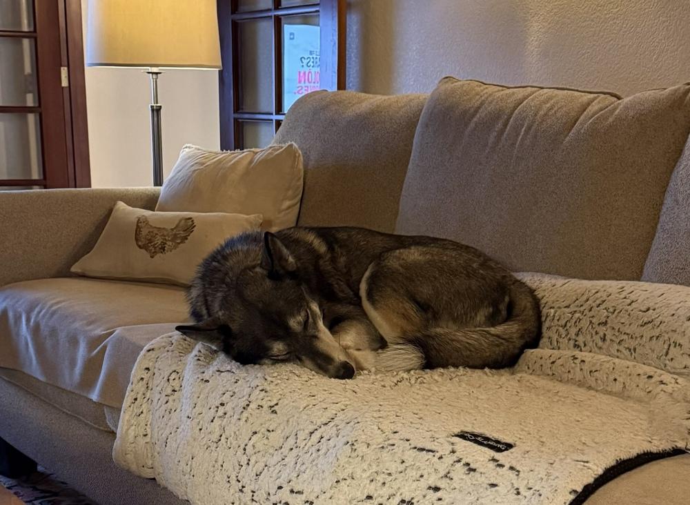 Ozzy, a Adoptable mixed breed in San Diego, CA image 4/4