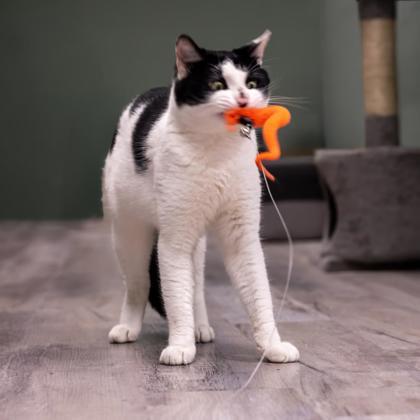 Moo Stanton, Adoptable, Adult Male Domestic Short Hair & Domestic Short Hair.