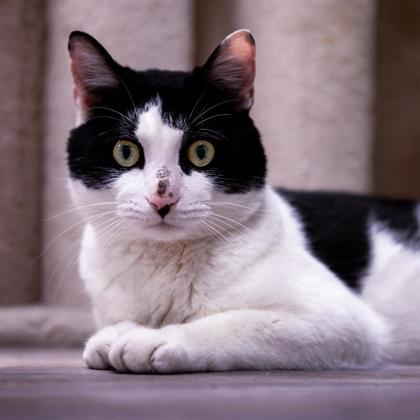 Moo Stanton, a Adoptable mixed breed in Hudson, MA image 2/3