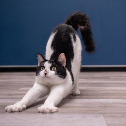 Moo Stanton, a Adoptable mixed breed in Hudson, MA image 3/3