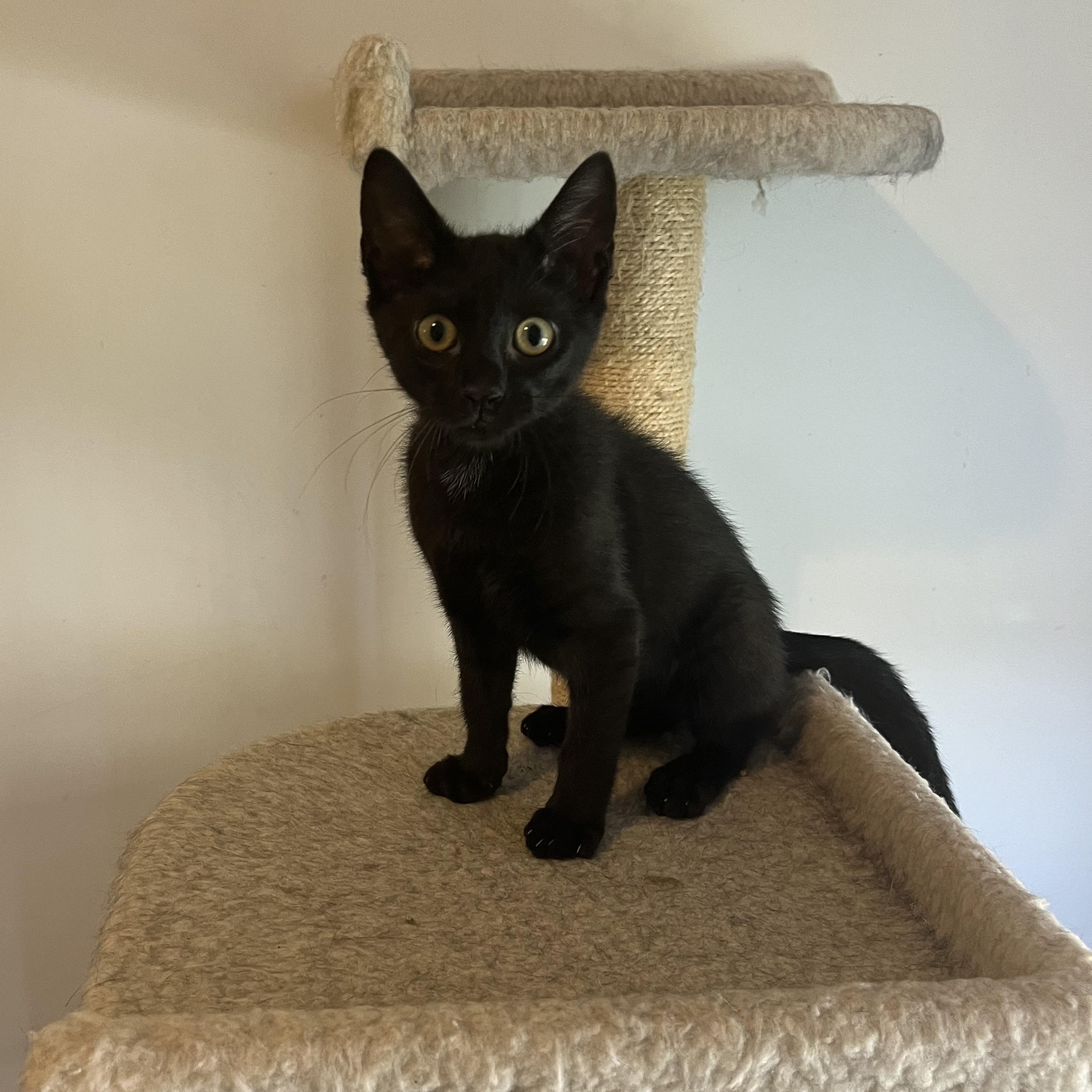 Cappuccino, a ADOPTABLE Domestic Short Hair in Duluth, GA image 4/6