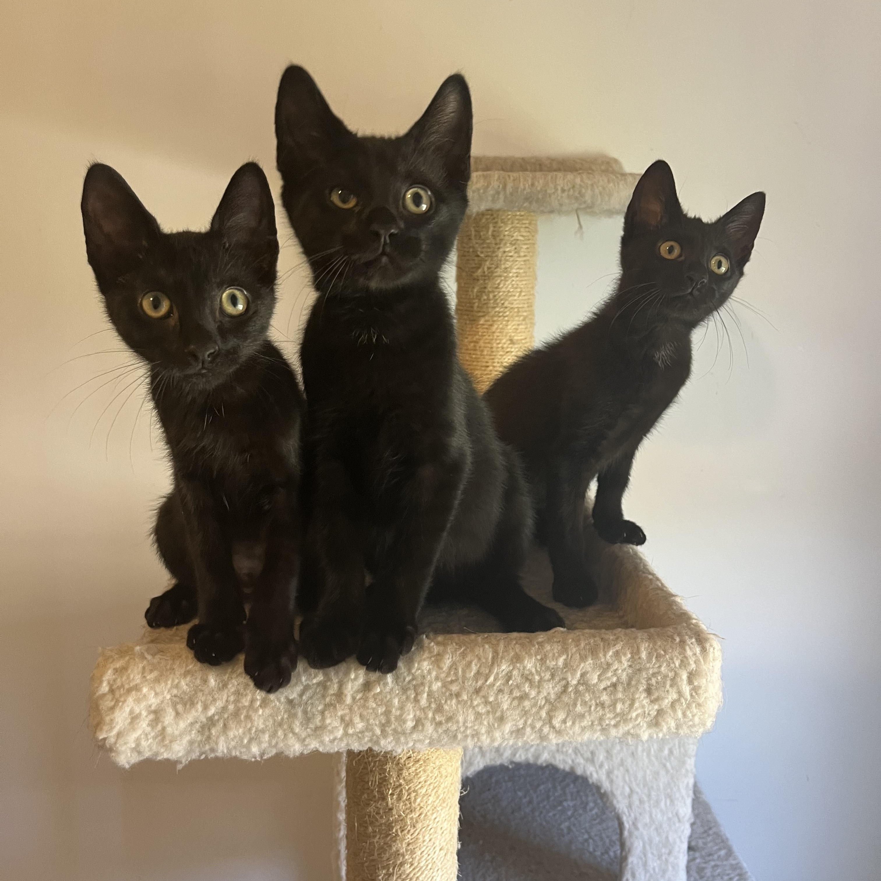 Cappuccino, a ADOPTABLE Domestic Short Hair in Duluth, GA image 6/6