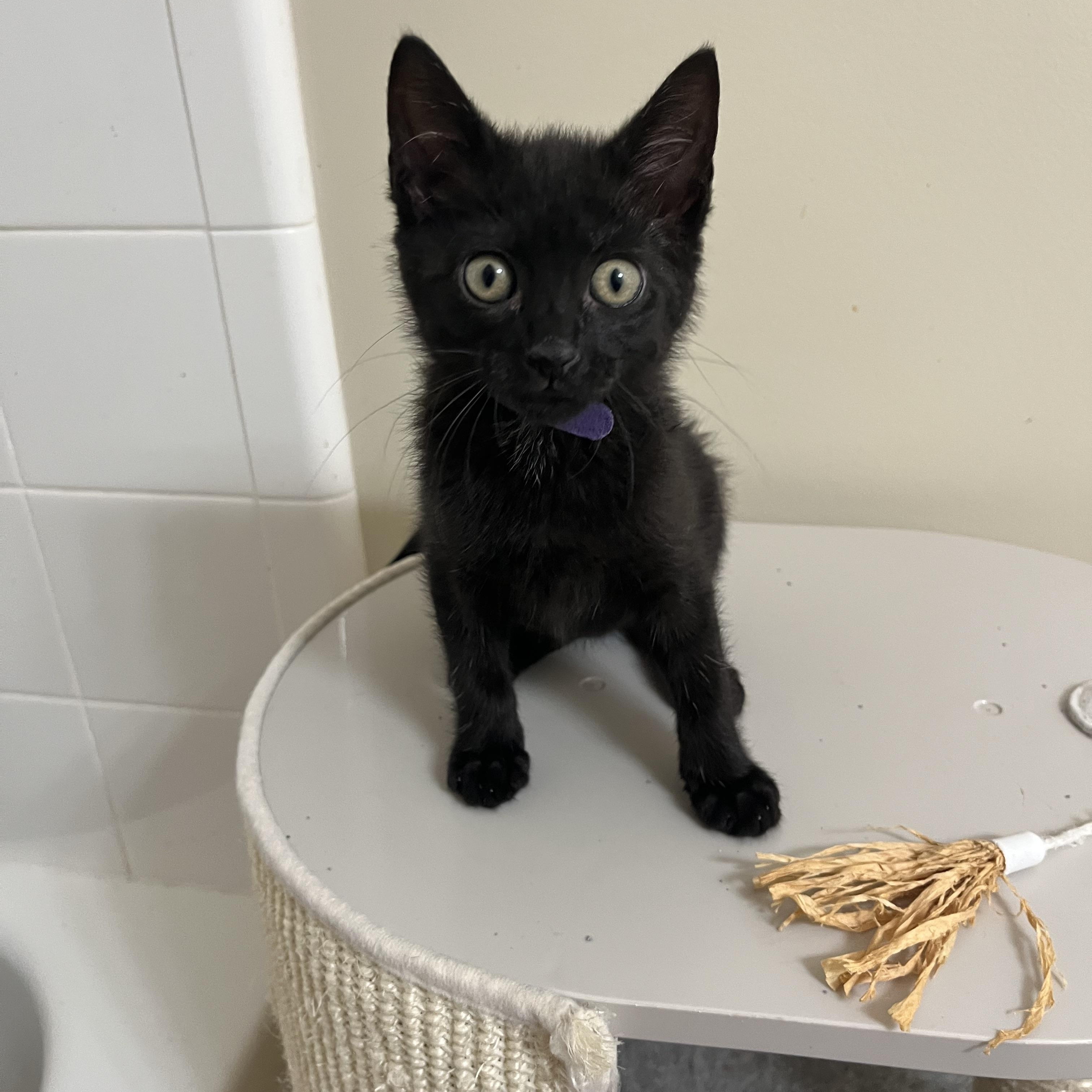 Cappuccino, a ADOPTABLE Domestic Short Hair in Duluth, GA image 3/6