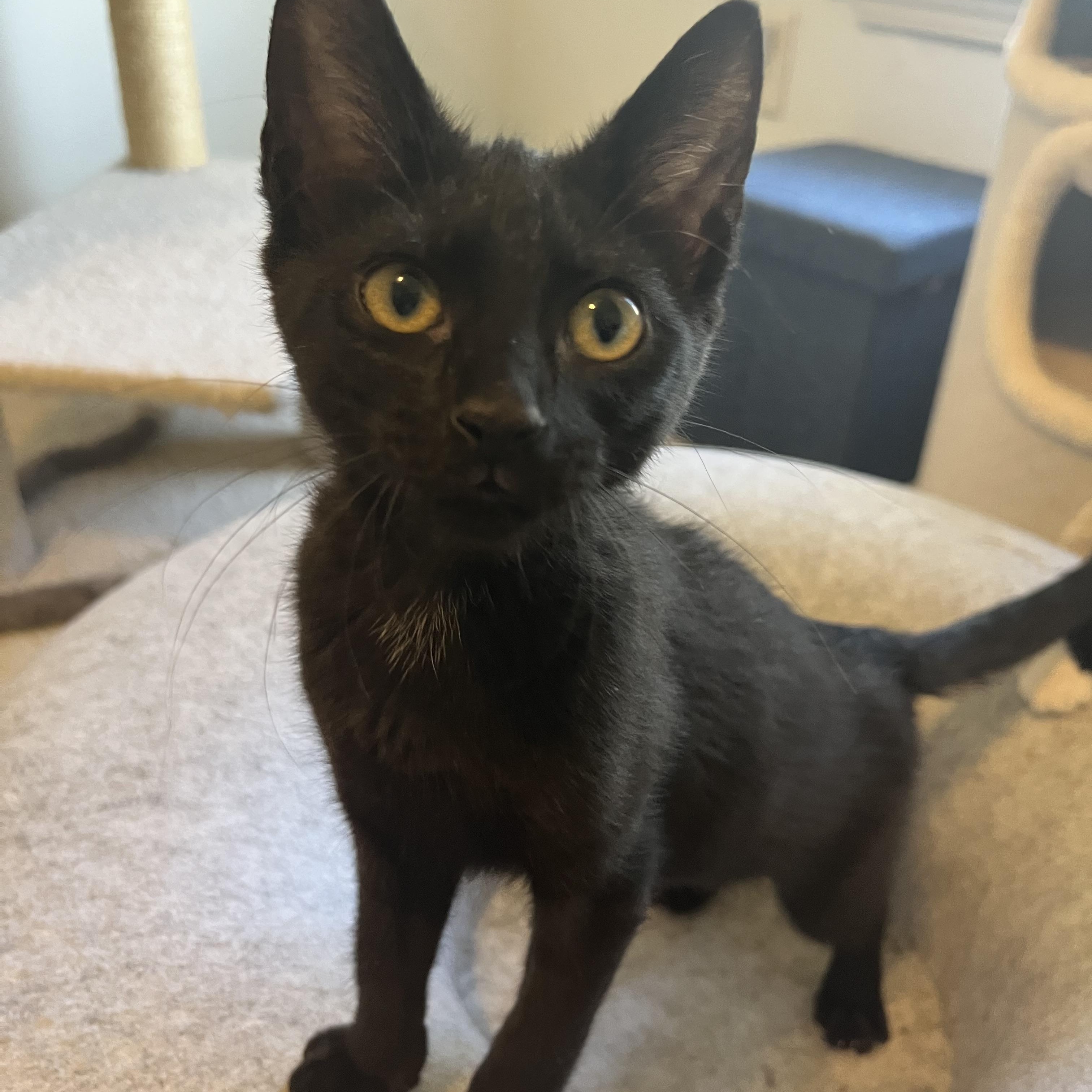 Cappuccino, a ADOPTABLE Domestic Short Hair in Duluth, GA image 2/6