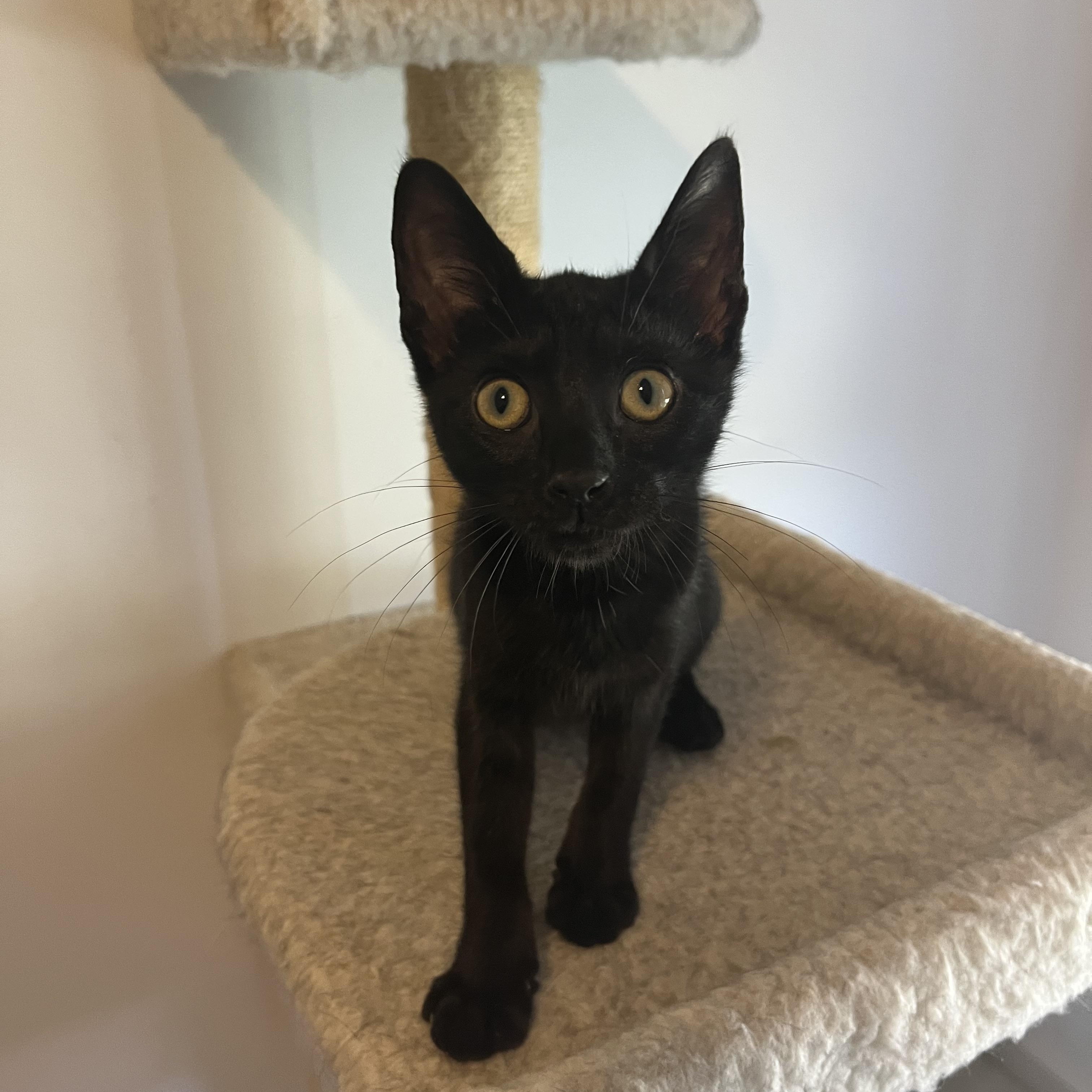 Cappuccino, a ADOPTABLE Domestic Short Hair in Duluth, GA image 5/6