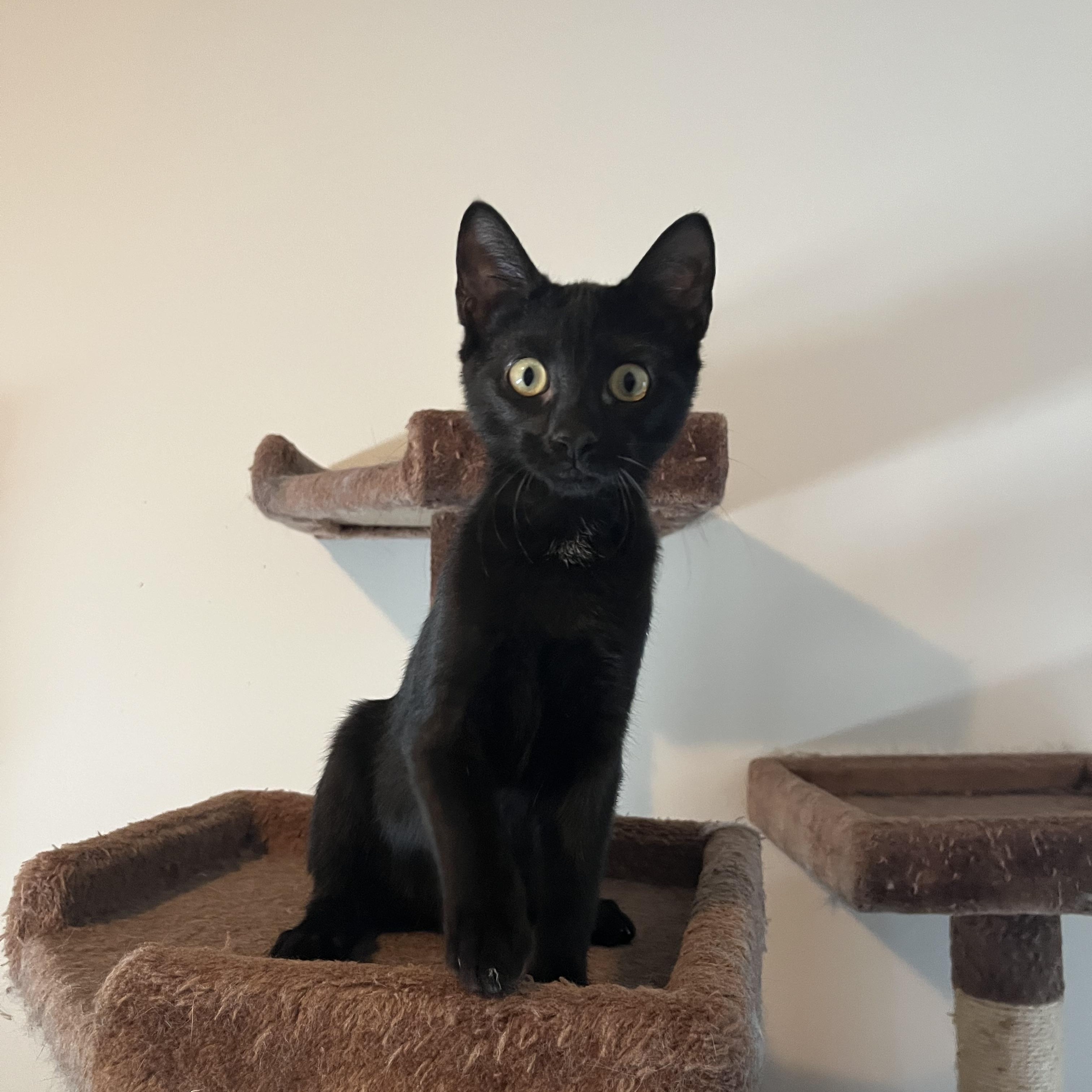 Cappuccino, ADOPTABLE, Kitten Female Domestic Short Hair.