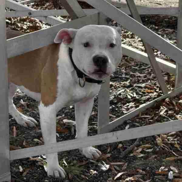 Enlarge Ceasar, a Adoptable mixed breed in Salisbury, MD image 1/3