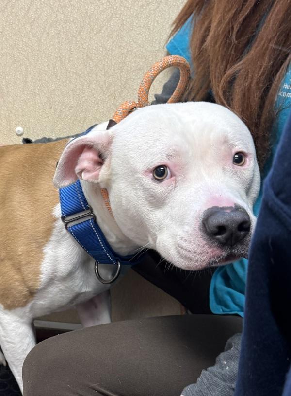 Ceasar, a Adoptable mixed breed in Salisbury, MD image 2/3