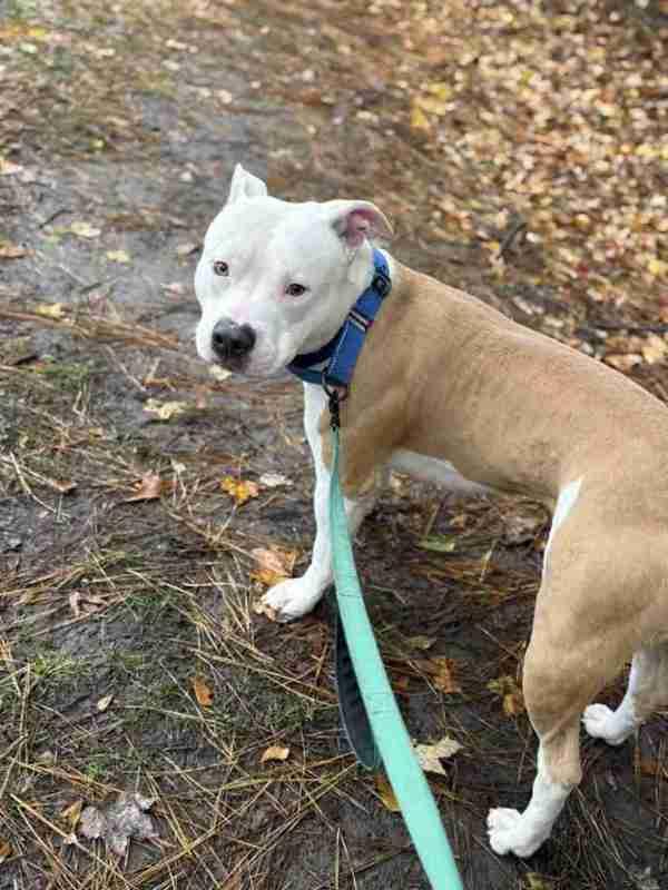 Ceasar, a Adoptable mixed breed in Salisbury, MD image 3/3