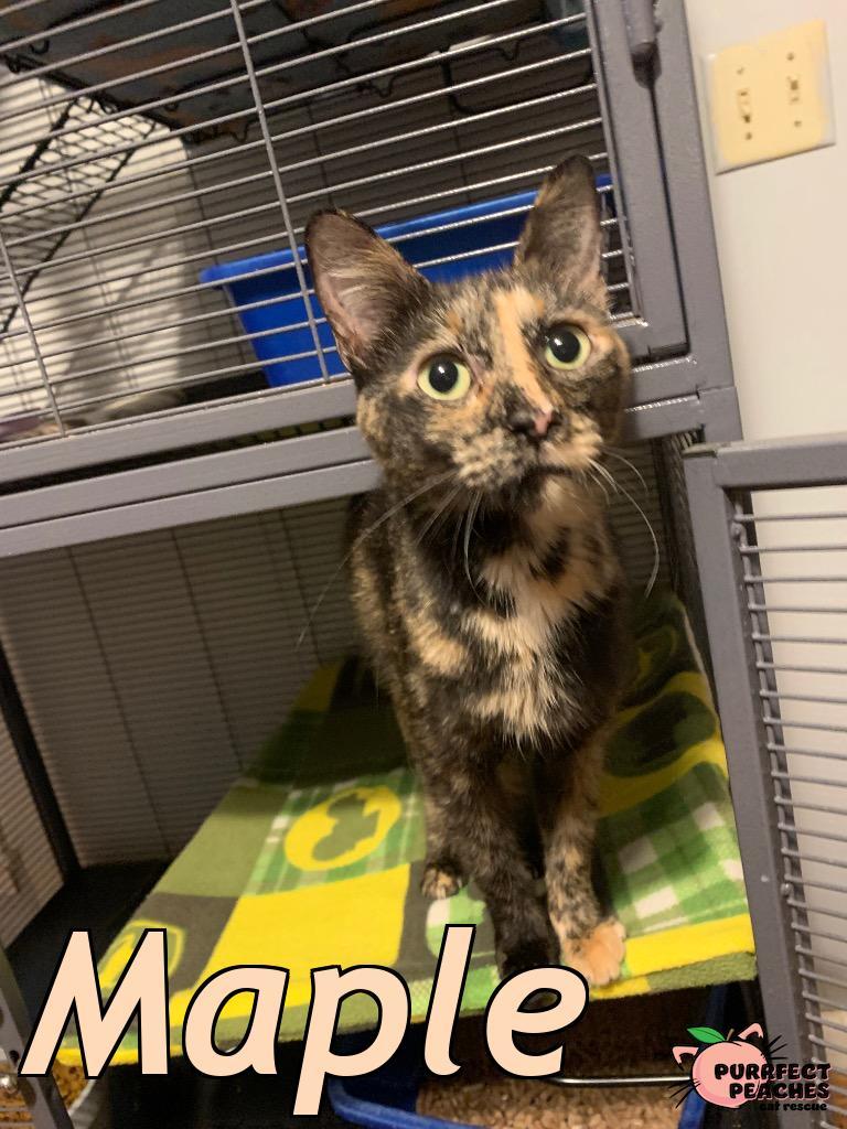 Maple, a Adoptable mixed breed in Douglasville, GA image 1/2