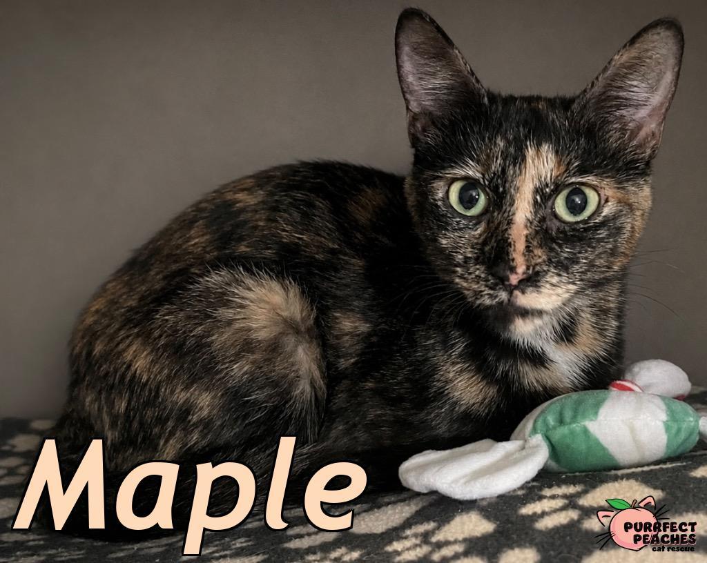 Maple, a Adoptable mixed breed in Douglasville, GA image 2/2