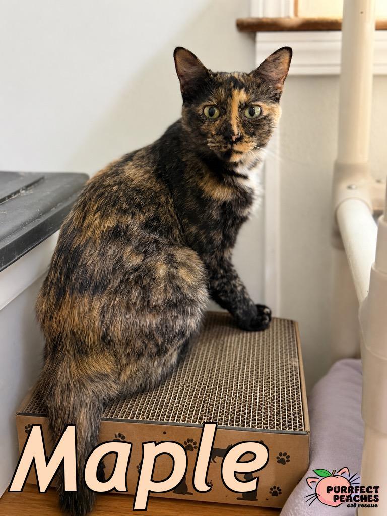 Maple, a Adoptable mixed breed in Douglasville, GA image 3/3
