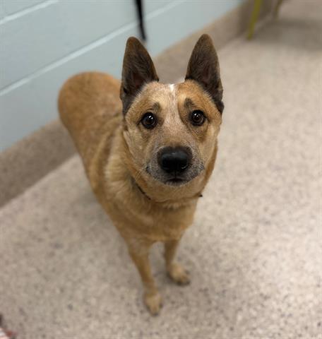 DIESEL, Adoptable, Adult Male Australian Cattle Dog / Blue Heeler.