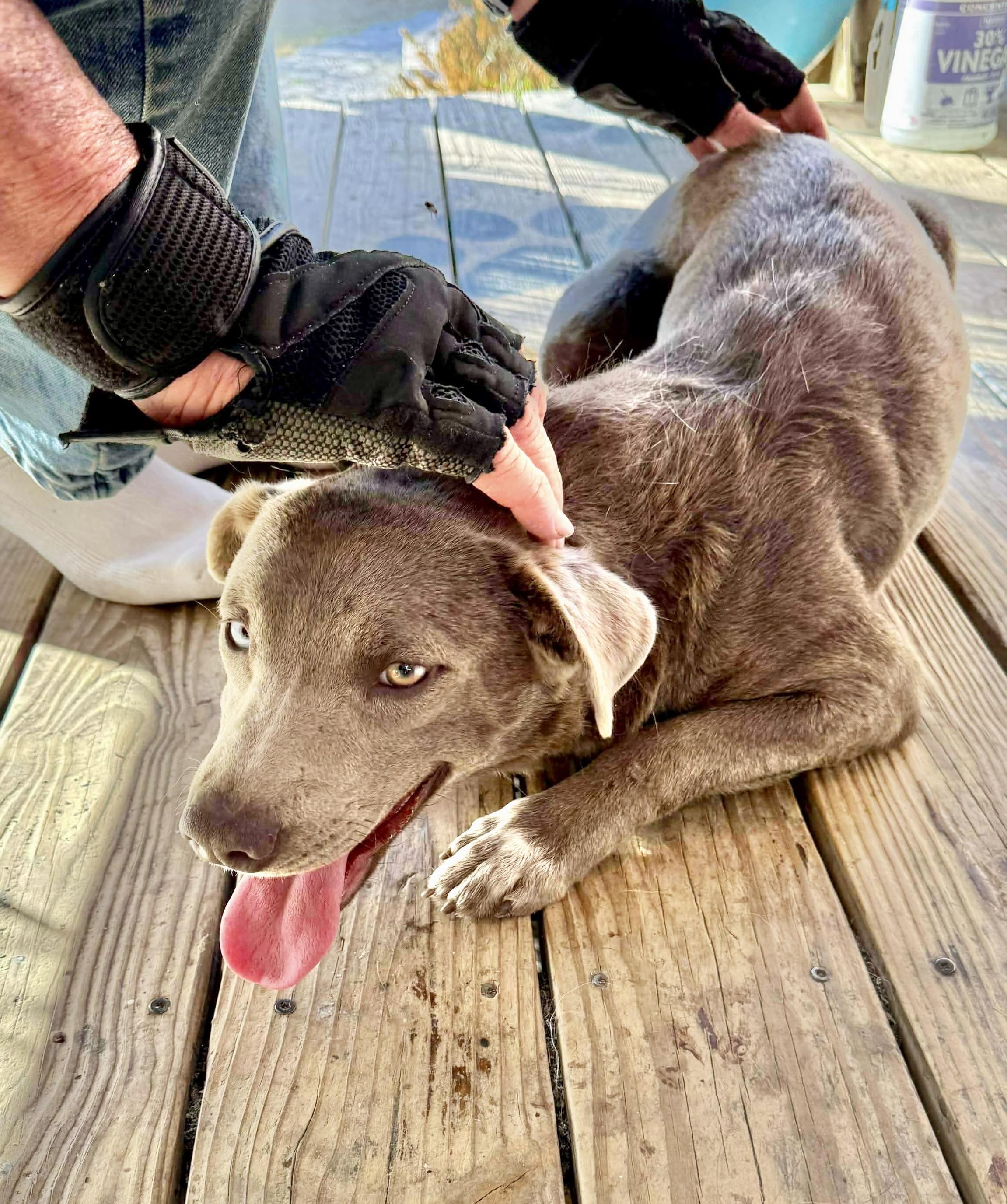 Enlarge Pearl, a Adoptable Cattle Dog in Buffalo, NY image 3/6
