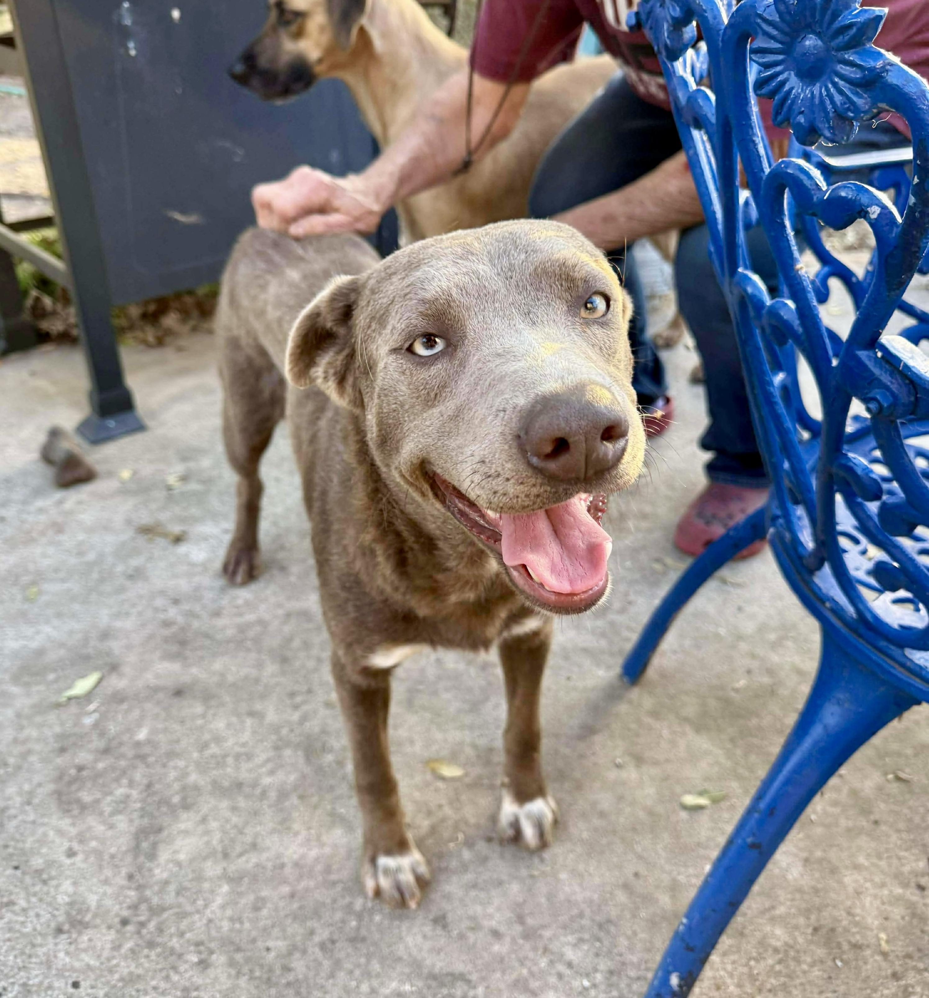 Enlarge Pearl, a Adoptable Cattle Dog in Buffalo, NY image 5/6