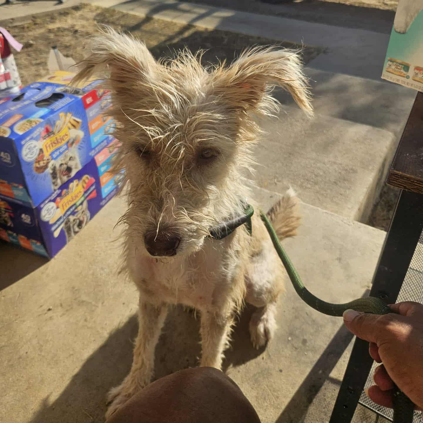 Enlarge Goldie, an adoptable mixed breed in Paramus, NJ image 4/5