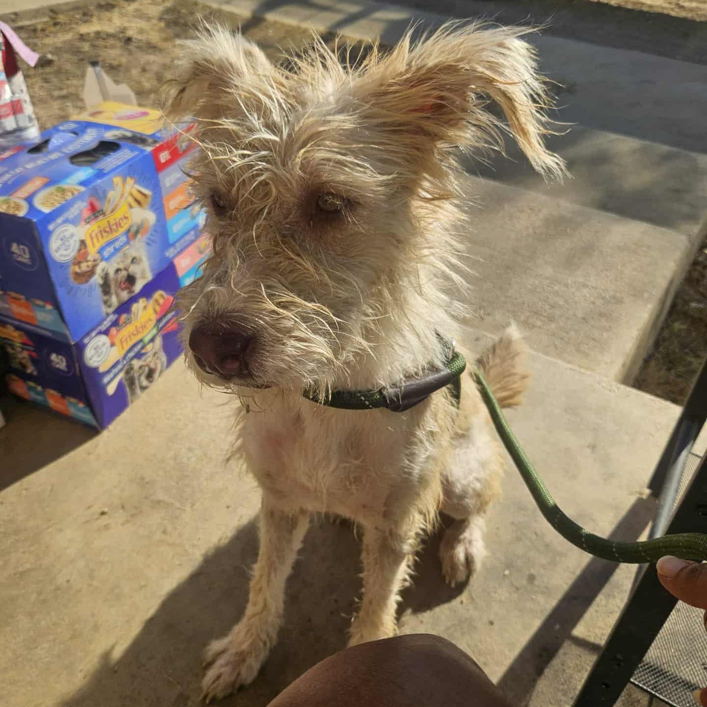 Enlarge Goldie, an adoptable mixed breed in Paramus, NJ image 1/5