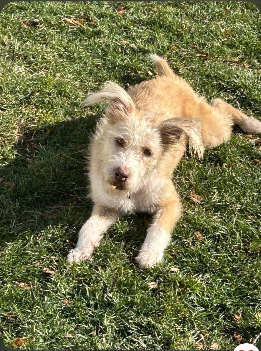 Goldie, an adopted mixed breed in Paramus, NJ image 4/6