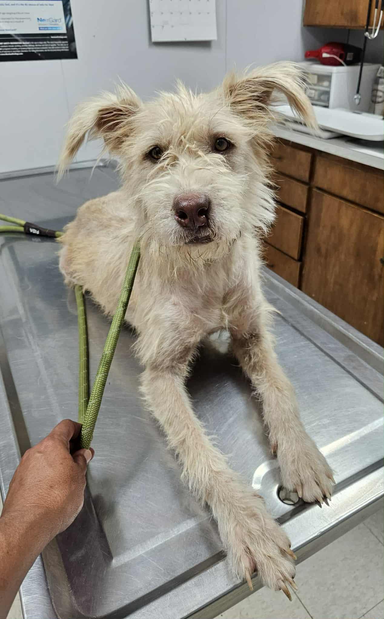 Enlarge Goldie, an adoptable mixed breed in Paramus, NJ image 2/5