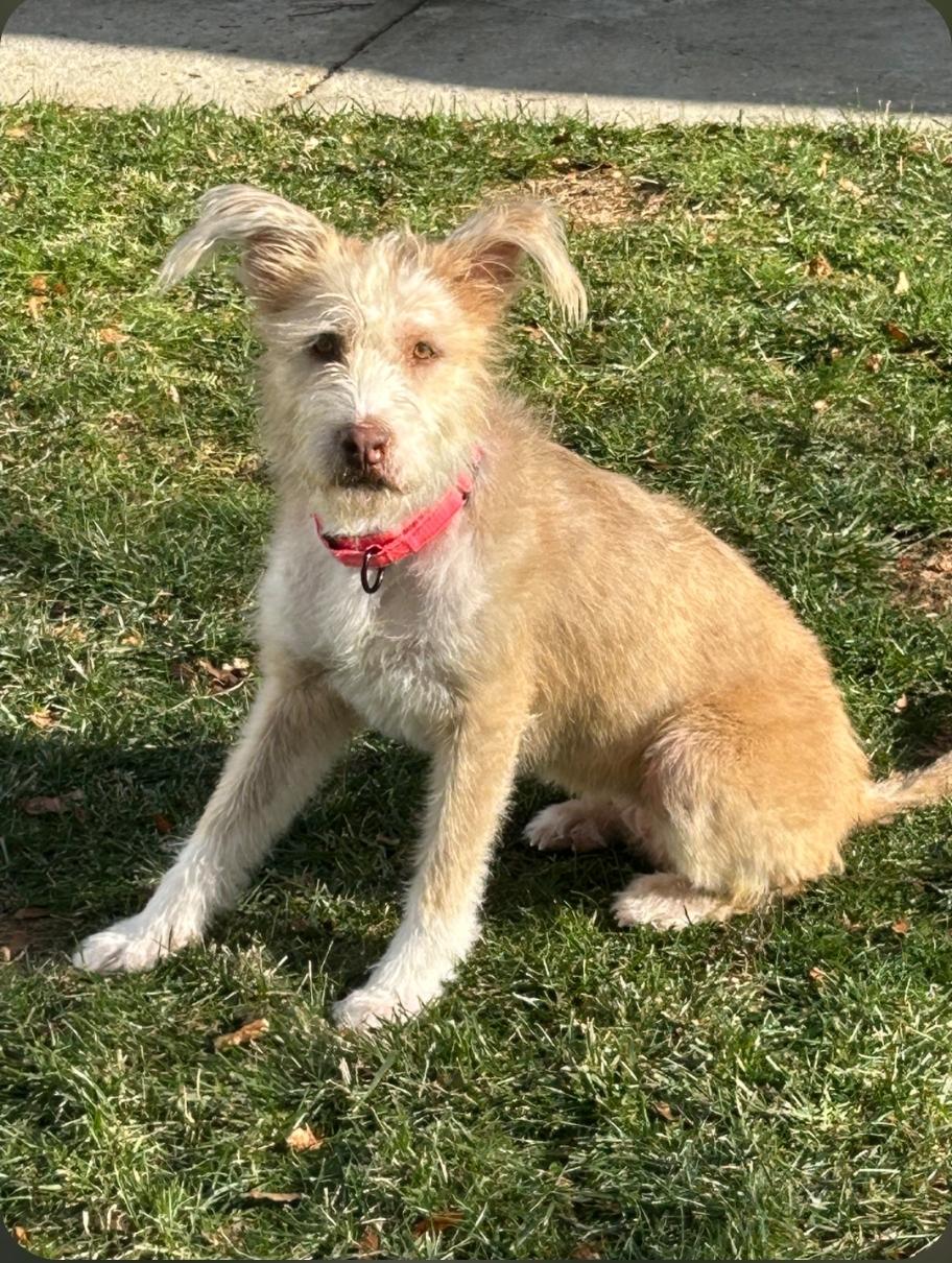 Goldie, an adopted mixed breed in Paramus, NJ image 5/6