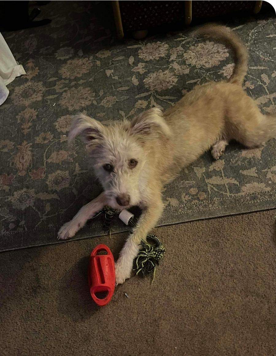 Enlarge Goldie, an adoptable mixed breed in Paramus, NJ image 5/5