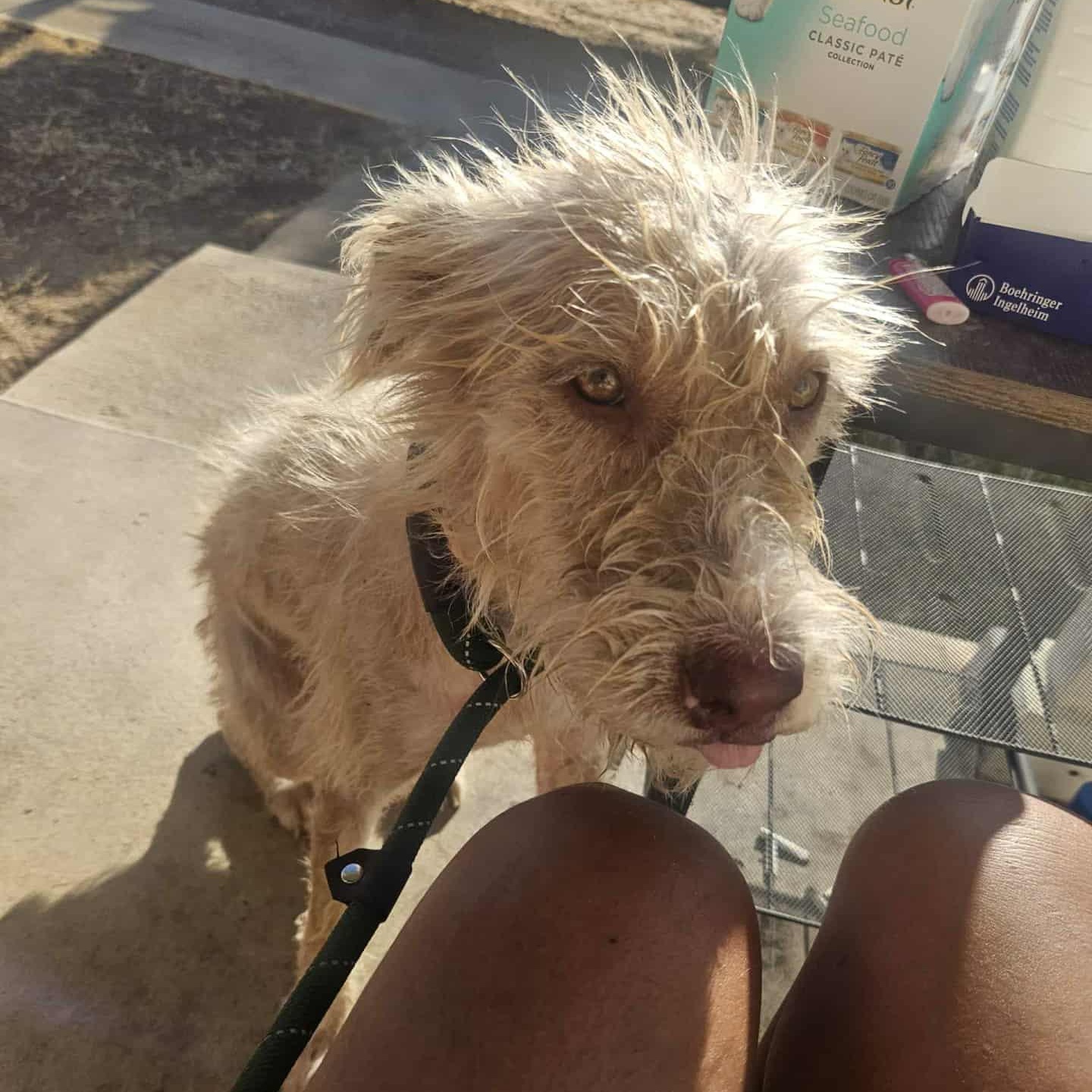 Enlarge Goldie, an adoptable mixed breed in Paramus, NJ image 3/5