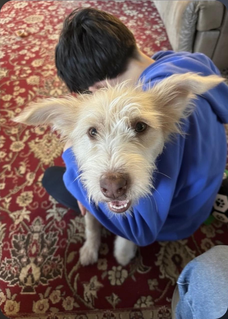 Goldie, an adopted mixed breed in Paramus, NJ image 6/6