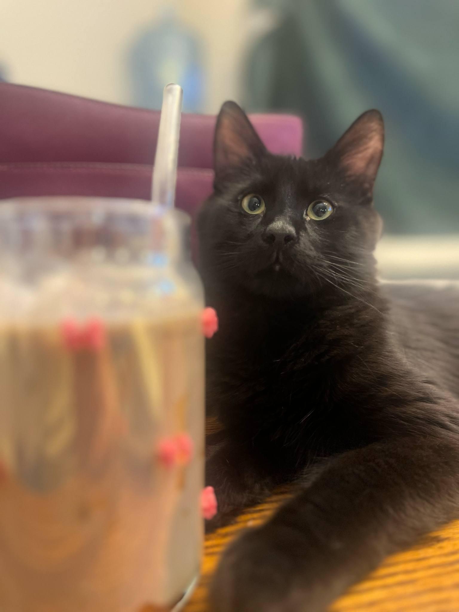 Joey, Baby Male Domestic Medium Hair