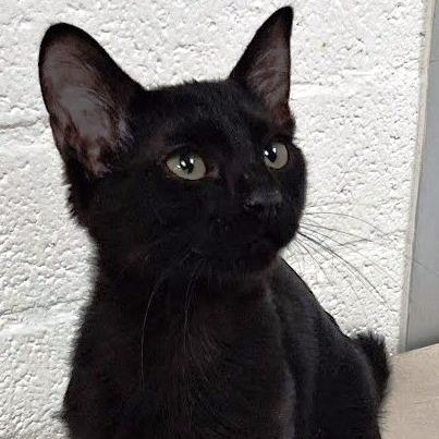 Charlie, Adoptable, Kitten Male Domestic Short Hair.