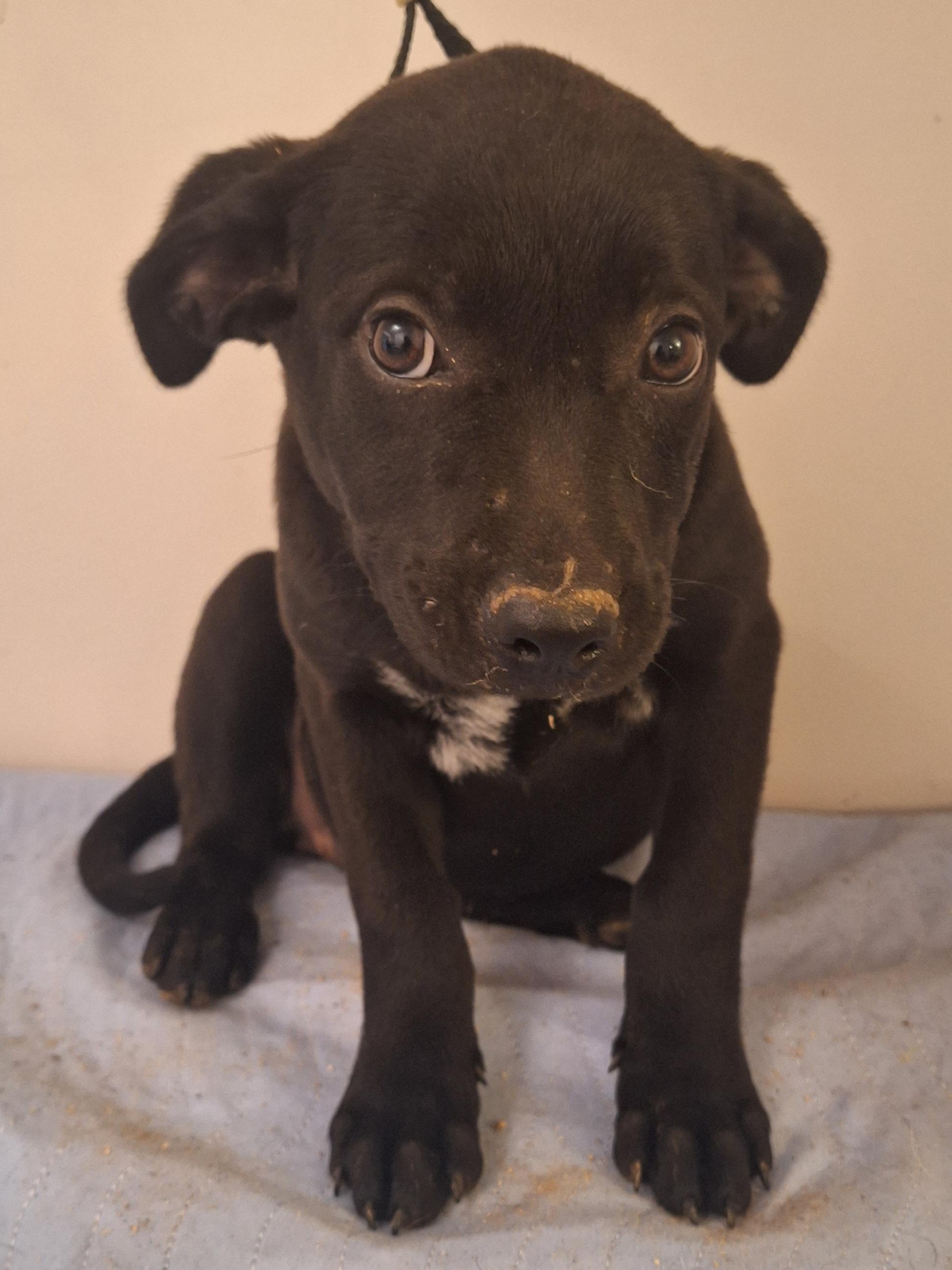 Dixie, ADOPTABLE, Puppy Female Black Labrador Retriever.