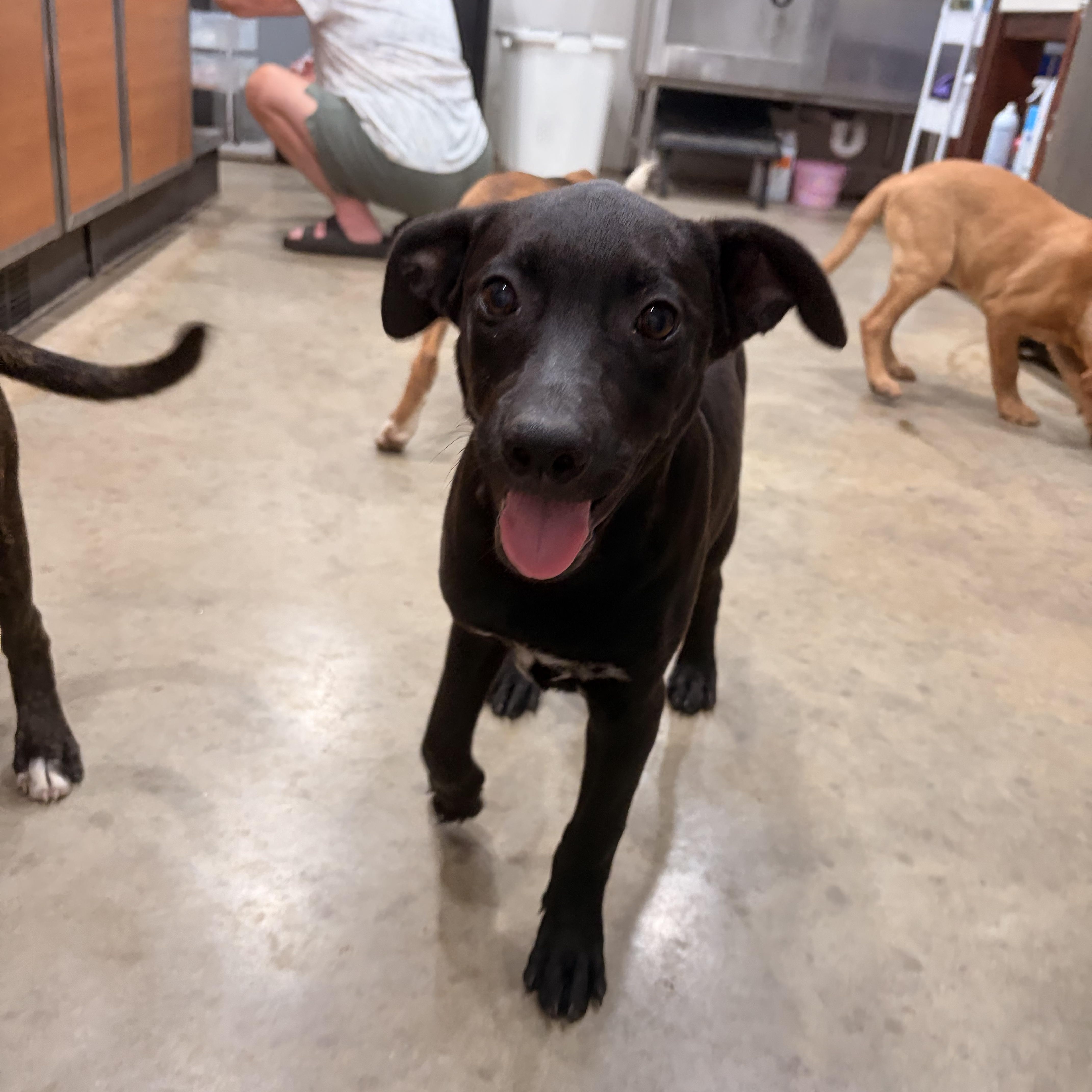 Enlarge Dixie, a ADOPTABLE mixed breed in Melbourne, AR image 3/3
