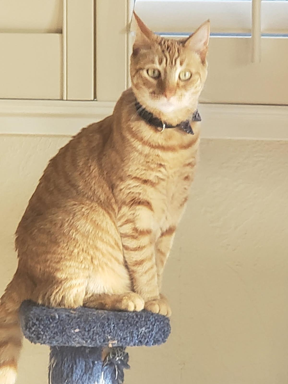 Lily