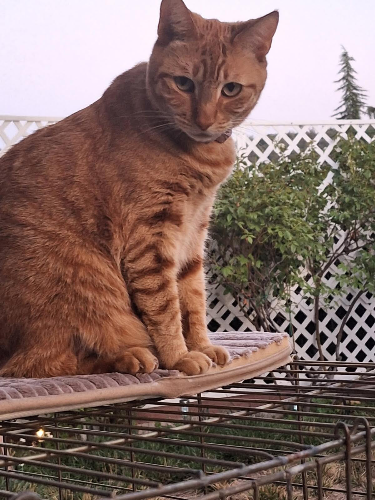 Cheeto 0125 — thumbnail 2