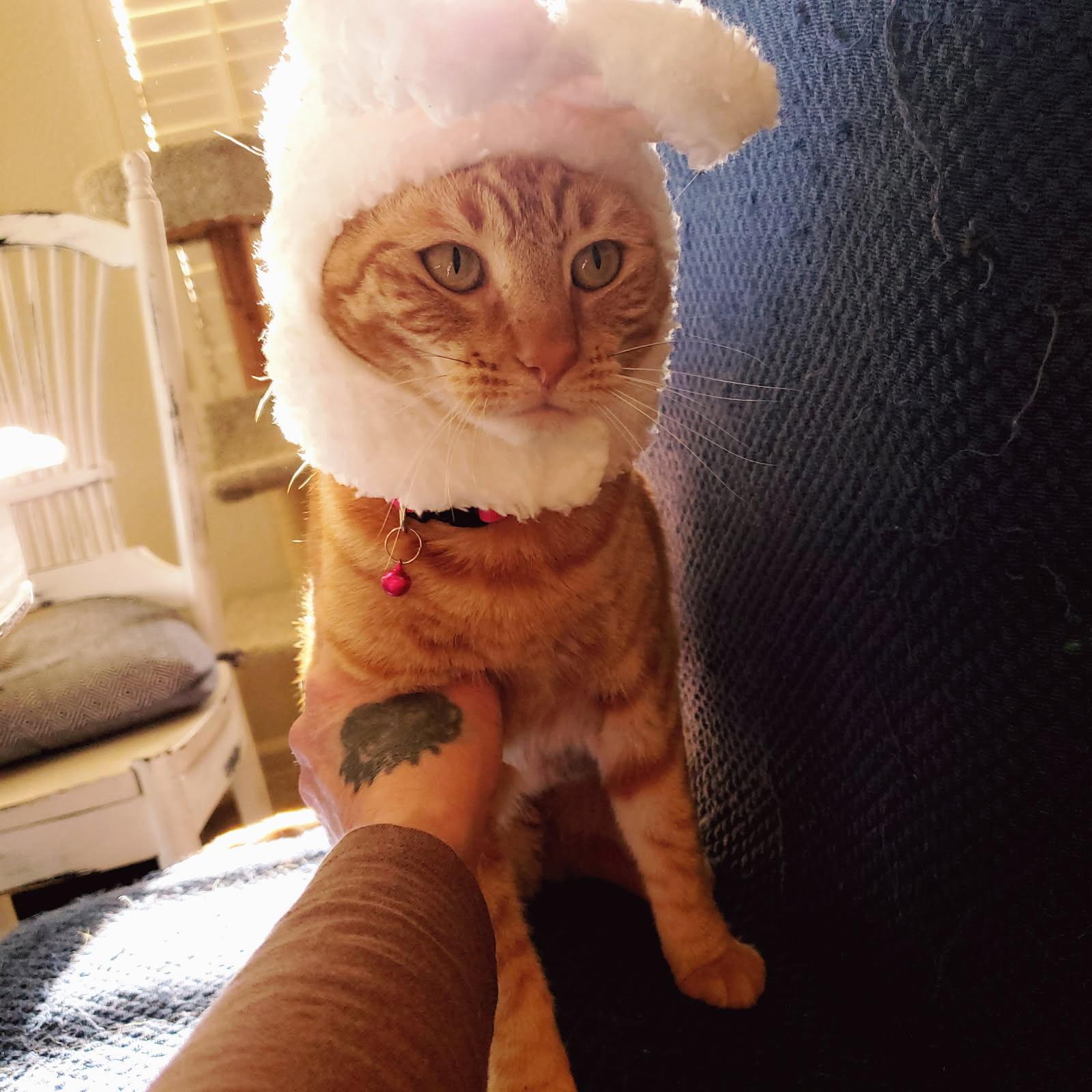 Cheeto 0125 — thumbnail 3