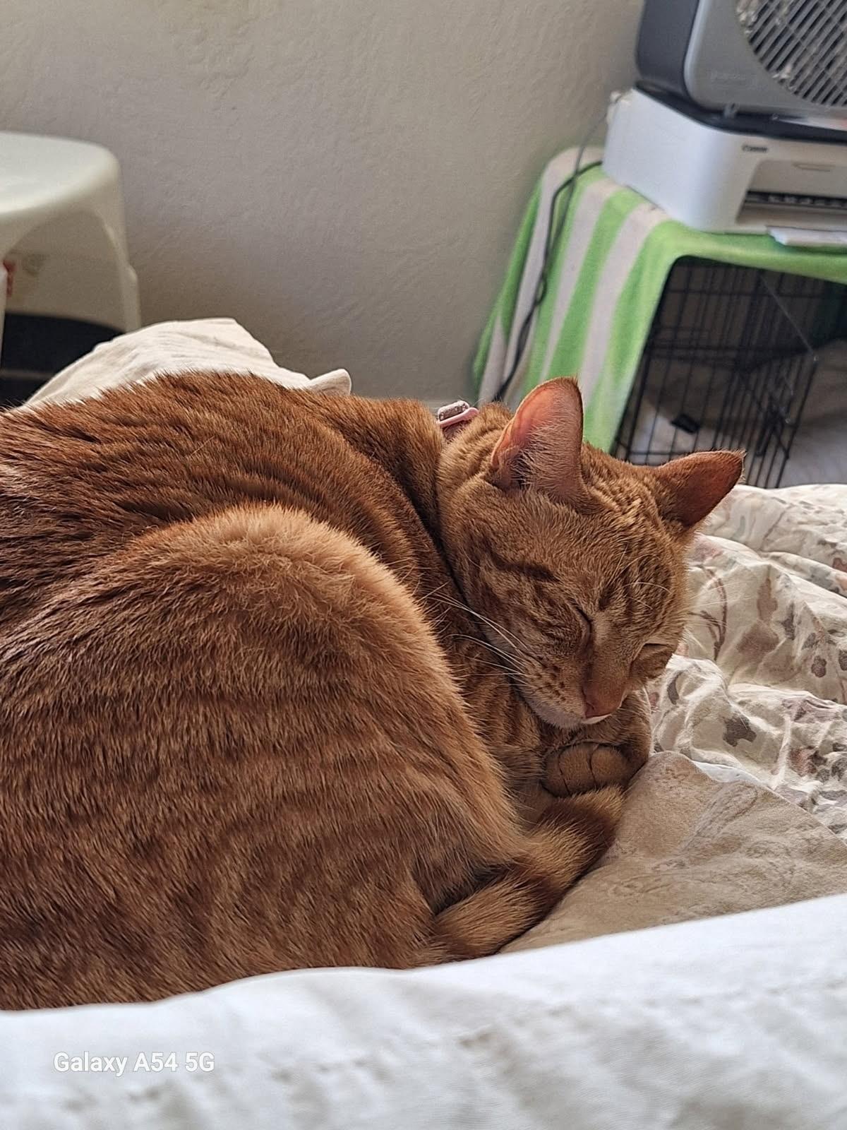 Cheeto 0125 — thumbnail 4