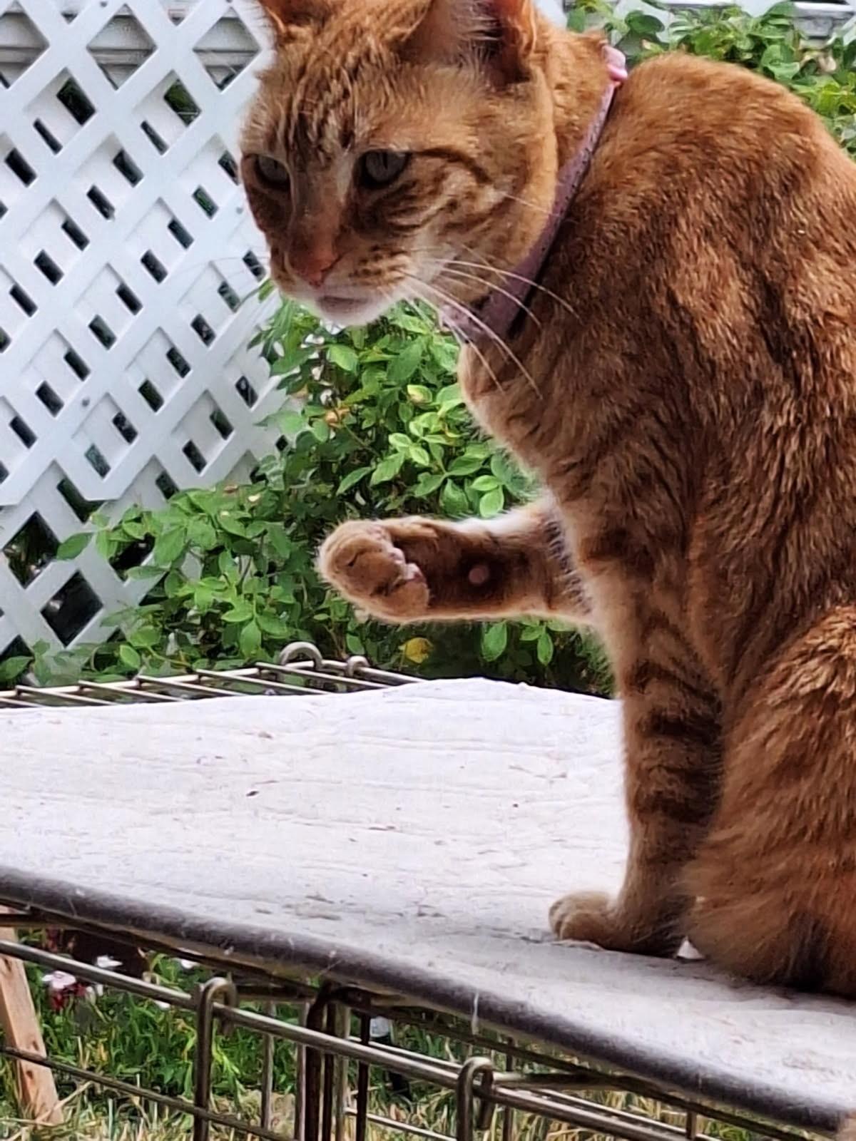 Cheeto 0125 — thumbnail 5