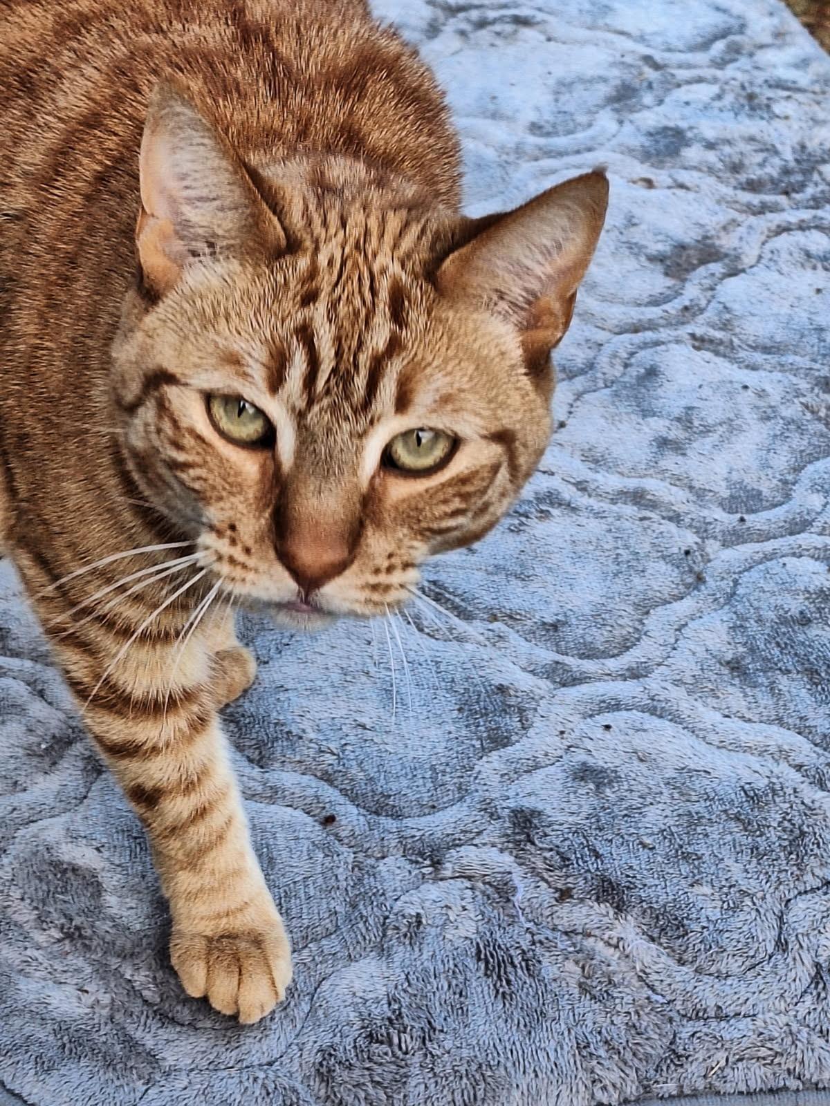 Cheeto 0125 — thumbnail 6