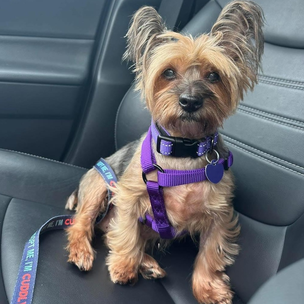 Batty, an adopted Yorkshire Terrier in Rockville, MD image 1/6