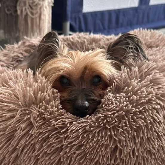 Batty, an adopted Yorkshire Terrier in Rockville, MD image 2/6