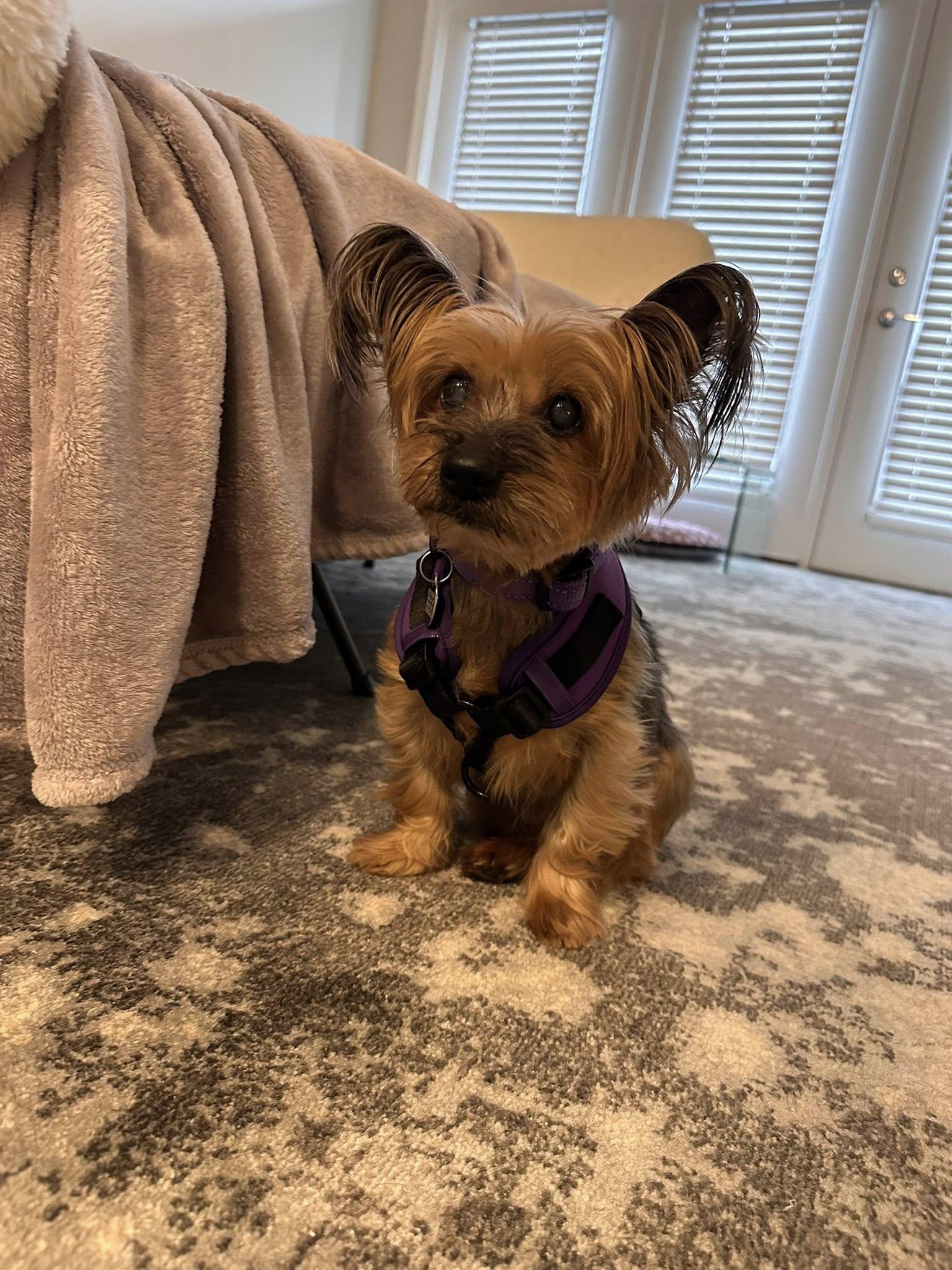 Batty, an adopted Yorkshire Terrier in Rockville, MD image 5/6