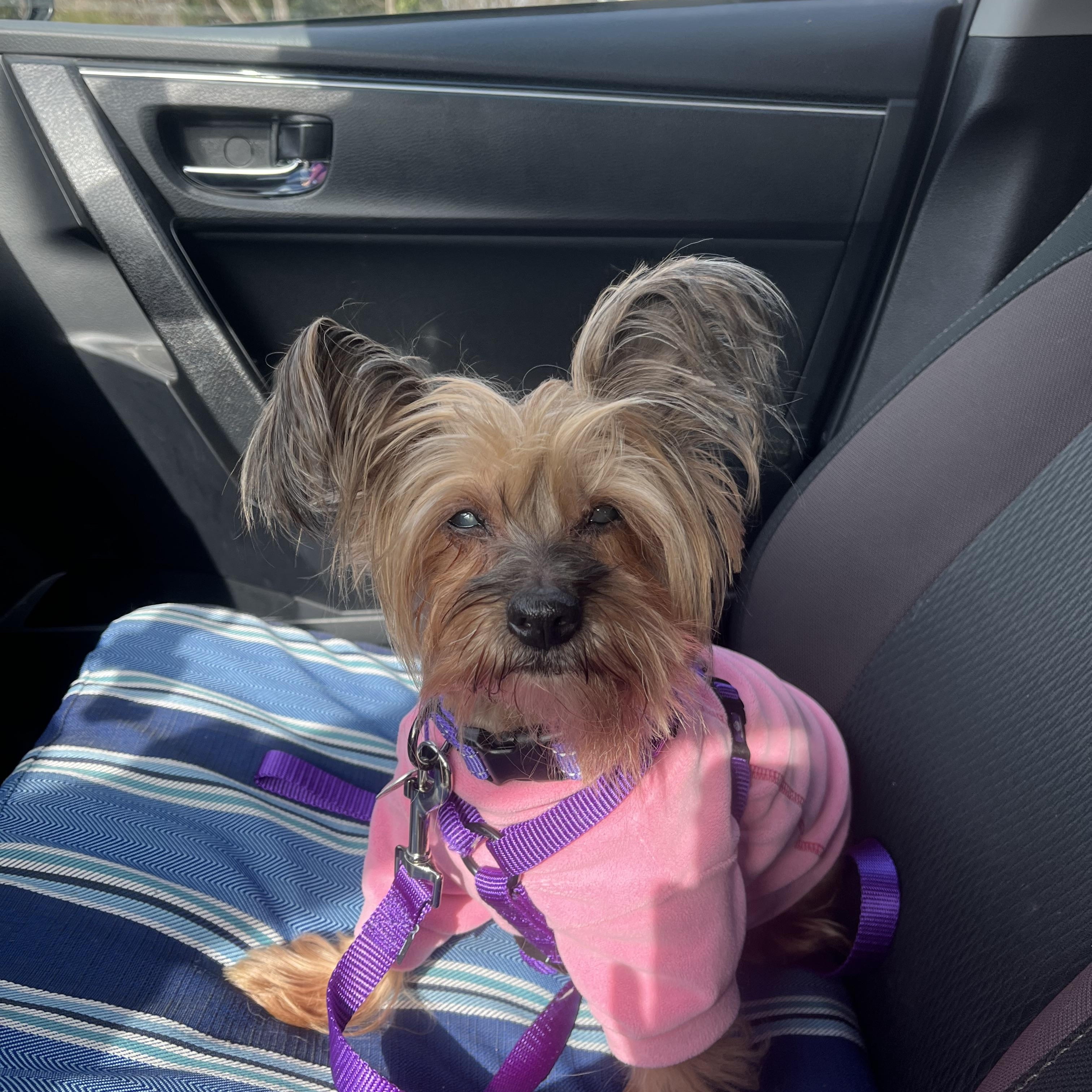 Batty, an adopted Yorkshire Terrier in Rockville, MD image 3/6