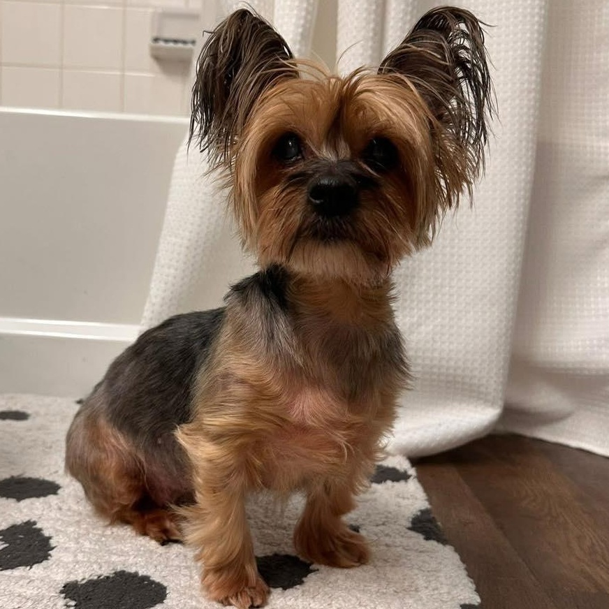 Batty, an adopted Yorkshire Terrier in Rockville, MD image 4/6